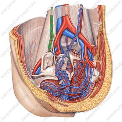 Testicular (ovarian) vein (v. ovarica)